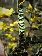 Bossiaea foliosa