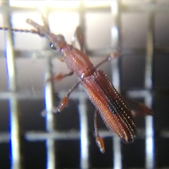 Stereobates pedator