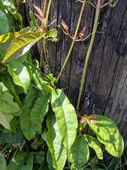 Bignonieae