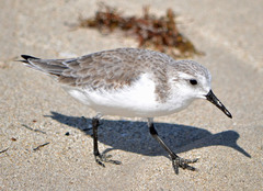 Calidris alba