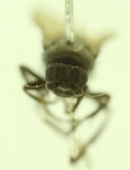 Thoracochaeta seticosta