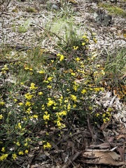 Bossiaea foliosa