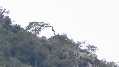 Buteogallus solitarius