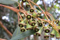 Eucalyptus astringens