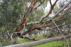 Eucalyptus astringens