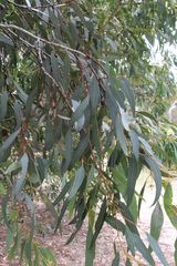 Eucalyptus astringens