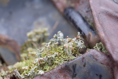 Cladonia cariosa