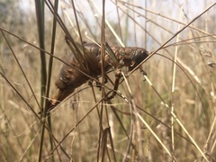 Liparoscelis pallidispina