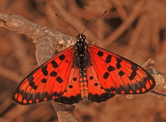 Acraea chilo