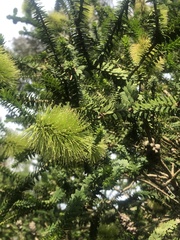 Melaleuca linearis acerosa