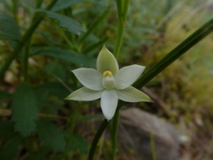 Thelymitra albiflora