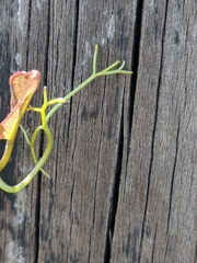 Bignonieae