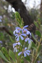 Scaevola angustata