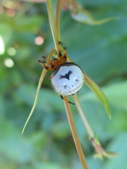 Bijoaraneus komachi