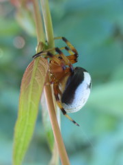 Bijoaraneus komachi