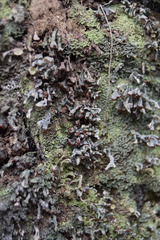 Cladonia cariosa