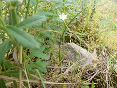 Thelymitra albiflora