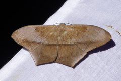 Prochoerodes striata