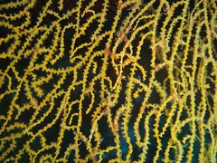Villogorgia citrina