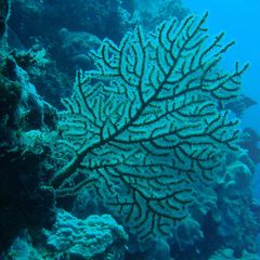 Astrogorgia dumbea