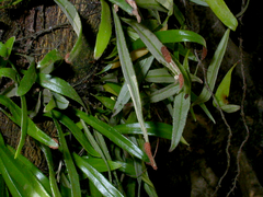 Pyrrosia confluens