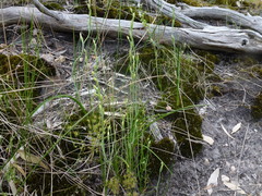 Thelymitra albiflora