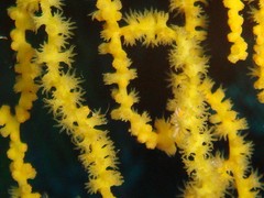 Villogorgia citrina