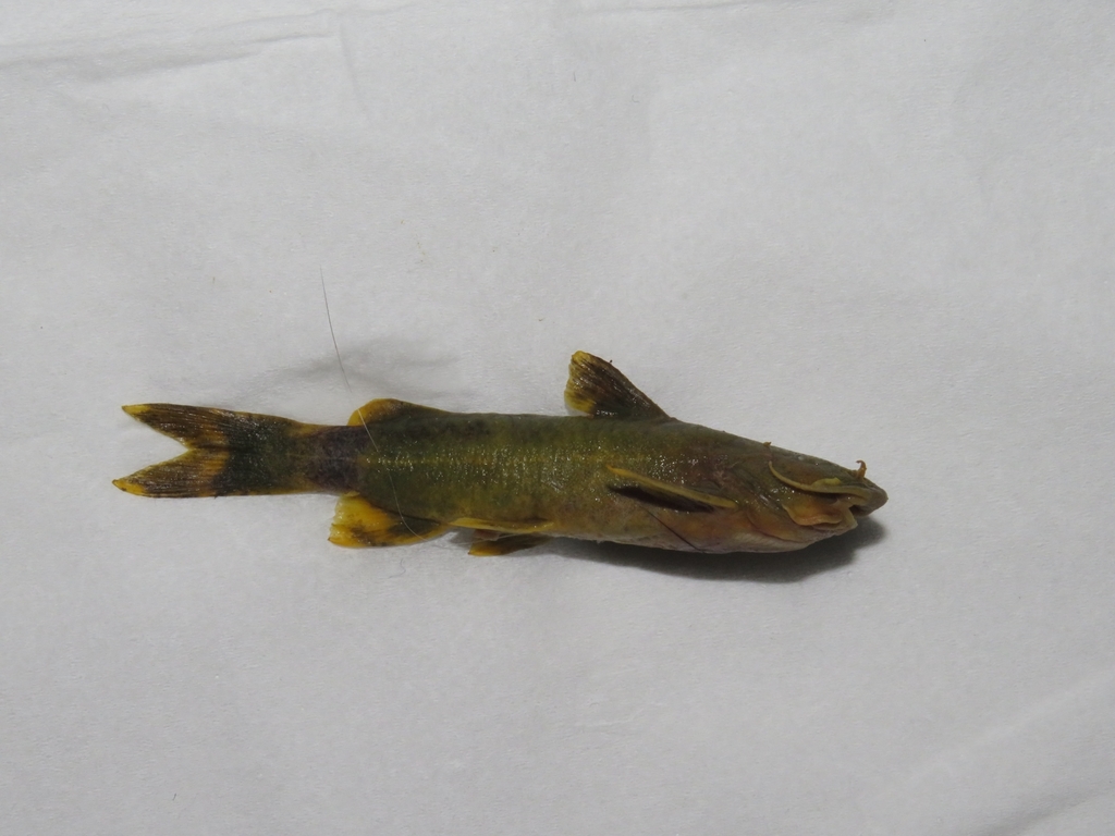 Brown Hillstream Catfish