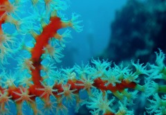 Astrogorgia dumbea