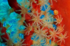Astrogorgia dumbea