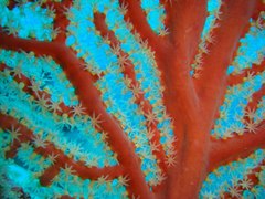 Astrogorgia dumbea