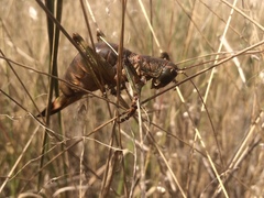 Liparoscelis pallidispina