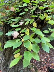 Actinidia arguta