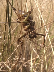 Liparoscelis pallidispina