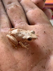 Eleutherodactylus antillensis