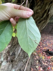Actinidia arguta