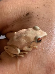 Eleutherodactylus antillensis