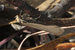 Philobota mathematica