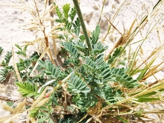 Dalea emarginata