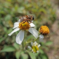 Palpada vinetorum