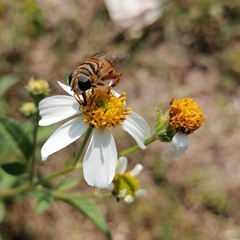Palpada vinetorum