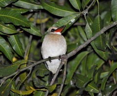 Halcyon senegaloides