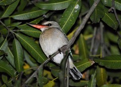 Halcyon senegaloides