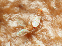 Drosophila tripunctata