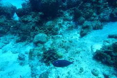 Xanthichthys ringens