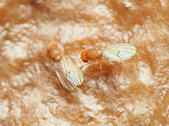 Drosophila tripunctata