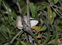 Halcyon senegaloides