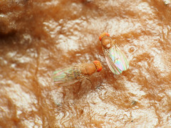 Drosophila tripunctata