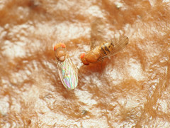 Drosophila tripunctata