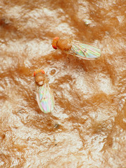 Drosophila tripunctata